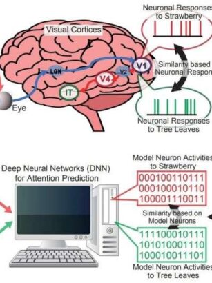 Correspondence between representations in visual cortices and neural networks