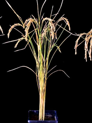 A picture containing plant, agave, grass Description automatically generated