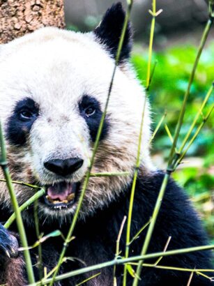 A picture containing bear, outdoor, grass, mammal Description automatically generated