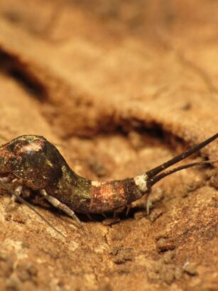 Con vện nhảy dựng đứng trên một bề mặt bẩn với đôi chân dài và đôi râu